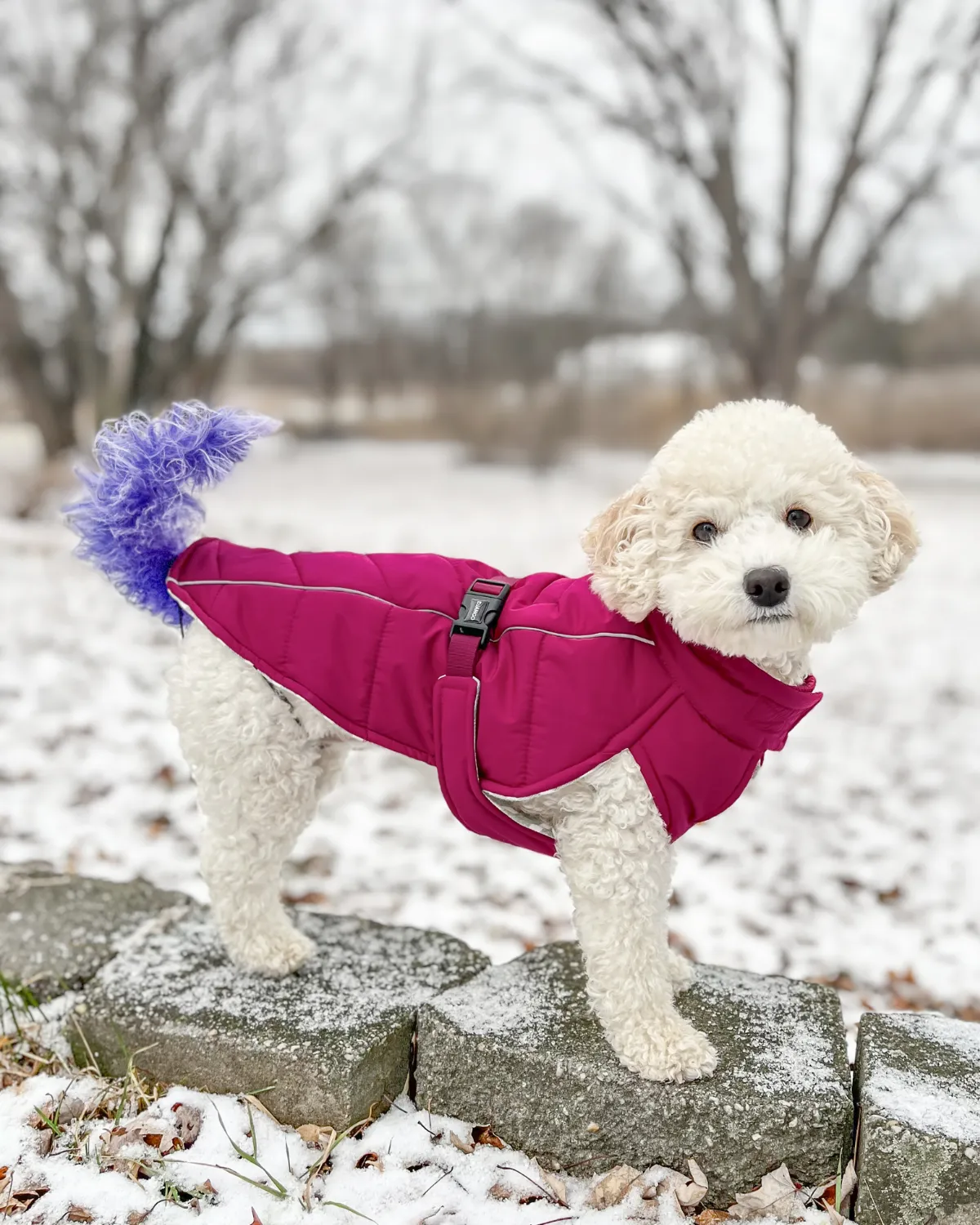 Whistler Winter Dog Coat - Hibiscus Pink